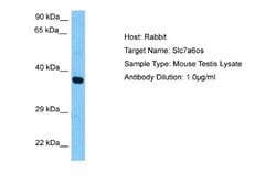 SLC7A6OS Rabbit anti-Mouse, Polyclonal, Novus Biologicals 0.1 mL | Buy Online | Novus Biologicals | Fisher Scientific